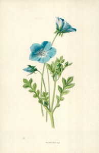 E buracos de Frederick Edward Hulme