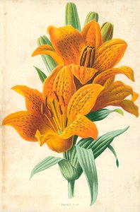 Lírio laranja de Frederick Edward Hulme