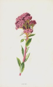 Orpine (cromolitho) de Frederick Edward Hulme