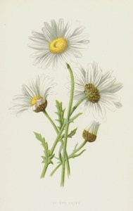 Margarida olho de boi (cromolitho) de Frederick Edward Hulme