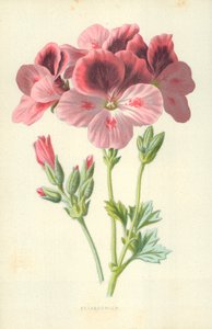 Pelargonium de Frederick Edward Hulme