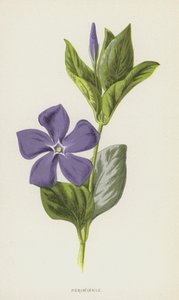 Pervinca (cromolito) de Frederick Edward Hulme