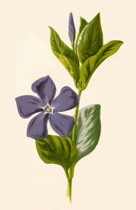 Pervinca, 1877. de Frederick Edward Hulme