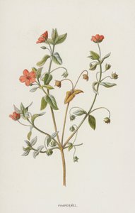 Pimpinela (cromolito) de Frederick Edward Hulme