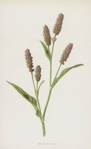 Persicaria rosa (cromolito) de Frederick Edward Hulme