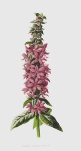 Solto-Strife Roxo (cromolitho) de Frederick Edward Hulme