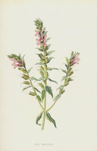 Bartsia vermelho (cromolitho) de Frederick Edward Hulme