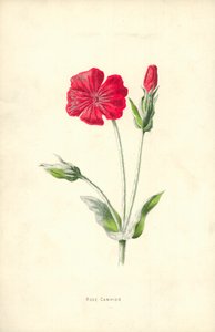 Rose Campion de Frederick Edward Hulme