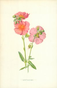 Ruddy Rock Rose de Frederick Edward Hulme