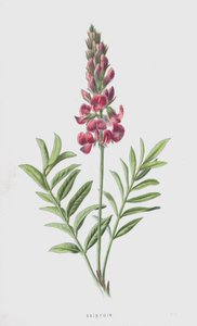 Sainfoin (cromolitho)