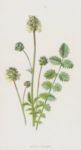 Salada-Burnet (cromolito) de Frederick Edward Hulme
