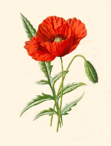 Papoula Escarlate, 1877.
