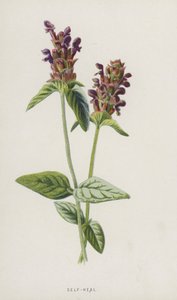 Self-Heal (cromolitho) de Frederick Edward Hulme