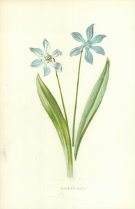 Squill Siberiano de Frederick Edward Hulme