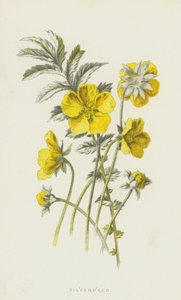 Silverweed (cromolitho) de Frederick Edward Hulme