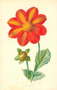 Única Dália de Frederick Edward Hulme