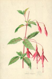 Único fúcsia de Frederick Edward Hulme