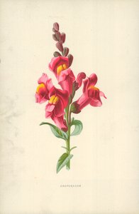 Snapdragon de Frederick Edward Hulme
