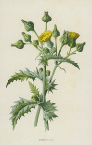 Sowthistle (cromolitho) de Frederick Edward Hulme