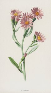 Starwort (cromolitho) de Frederick Edward Hulme