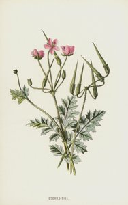 Cegonhas-Bill (cromolitho) de Frederick Edward Hulme
