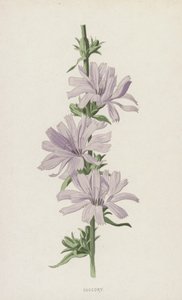 Succory (cromolitho) de Frederick Edward Hulme