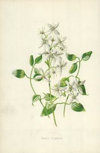 Doce Clematis de Frederick Edward Hulme