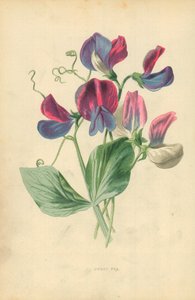 Ervilha doce de Frederick Edward Hulme