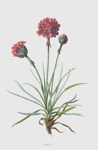 Thrift (cromolitho) de Frederick Edward Hulme