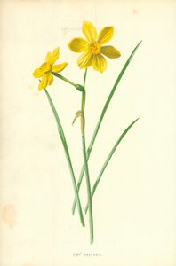 Narciso minúsculo de Frederick Edward Hulme