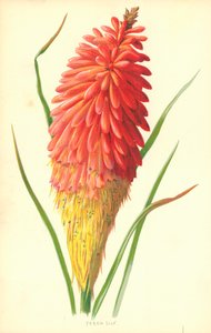 Tocha de lírio de Frederick Edward Hulme