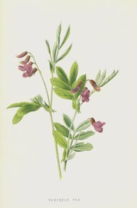 Ervilha Tuberosa (cromolitho) de Frederick Edward Hulme