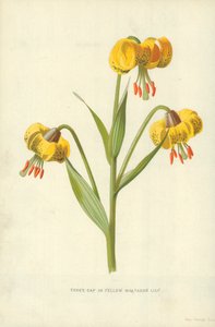 Tampão de Turk ou Lírio Martagon Amarelo de Frederick Edward Hulme