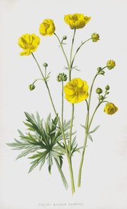 Aranha do Prado Vertical (cromolitho) de Frederick Edward Hulme