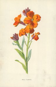 Flor de parede