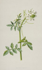 Agrião-da-água (cromolito) de Frederick Edward Hulme