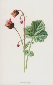 Avens de água (cromolitho) de Frederick Edward Hulme