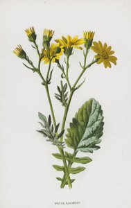 Ragwort da água (chromolitho) de Frederick Edward Hulme