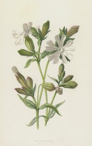 Campion Branco (cromolitho) de Frederick Edward Hulme