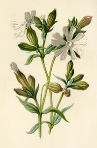 Campion Branco, 1877. de Frederick Edward Hulme