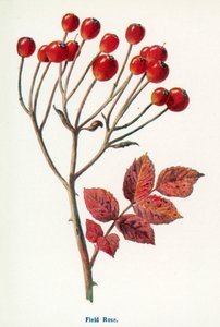 Frutos silvestres do campo: Rosa do campo (litografia a cores) de Frederick Edward Hulme