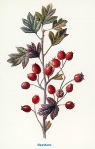 Frutos silvestres do campo: Espinheiro (litografia a cores) de Frederick Edward Hulme