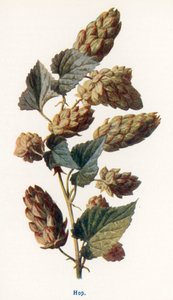 Frutos silvestres do campo: lúpulo (litografia a cores) de Frederick Edward Hulme
