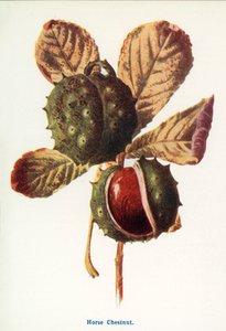  de Frederick Edward Hulme