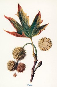  de Frederick Edward Hulme
