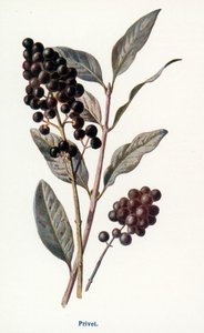 Frutos silvestres do campo: Alfeneiro (litografia a cores) de Frederick Edward Hulme