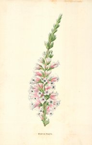 Heath inverno de Frederick Edward Hulme