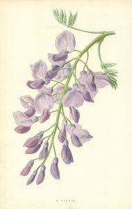 Glicínia de Frederick Edward Hulme