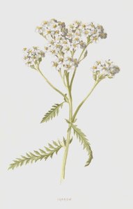 Yarrow (cromolitho) de Frederick Edward Hulme