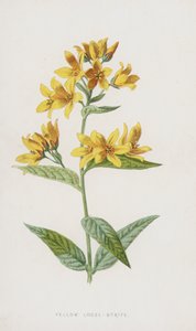 Loose-Strife Amarelo (cromolitho) de Frederick Edward Hulme